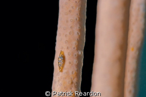 Nikon 105mm and SubSea 5X of a 2 to 3mm juvenile flamingo... by Patrick Reardon 
